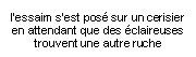 Zone de Texte: l'essaim s'est pos� sur un cerisier en attendant que des �claireuses
trouvent une autre ruche

