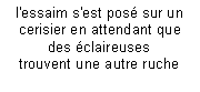 Zone de Texte: l'essaim s'est pos� sur un cerisier en attendant que des �claireuses
trouvent une autre ruche